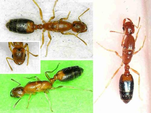 Réf. 263 993 : Crematogaster sp.